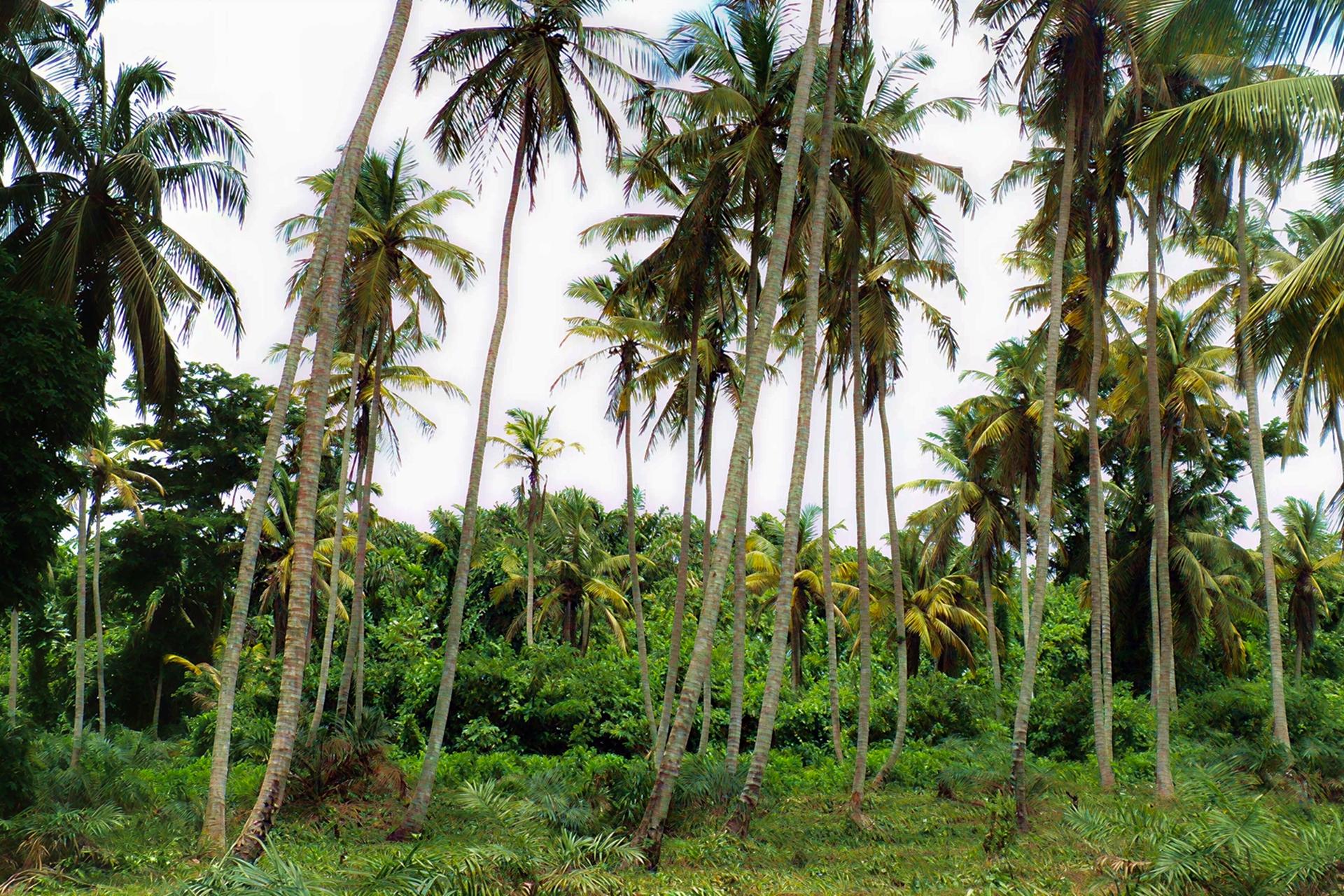 Côte d’Ivoire